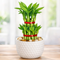 BhuHitar | Lucky Bamboo 2 Layer Indoor Plant